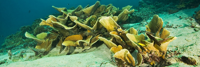 海域沉積物監測